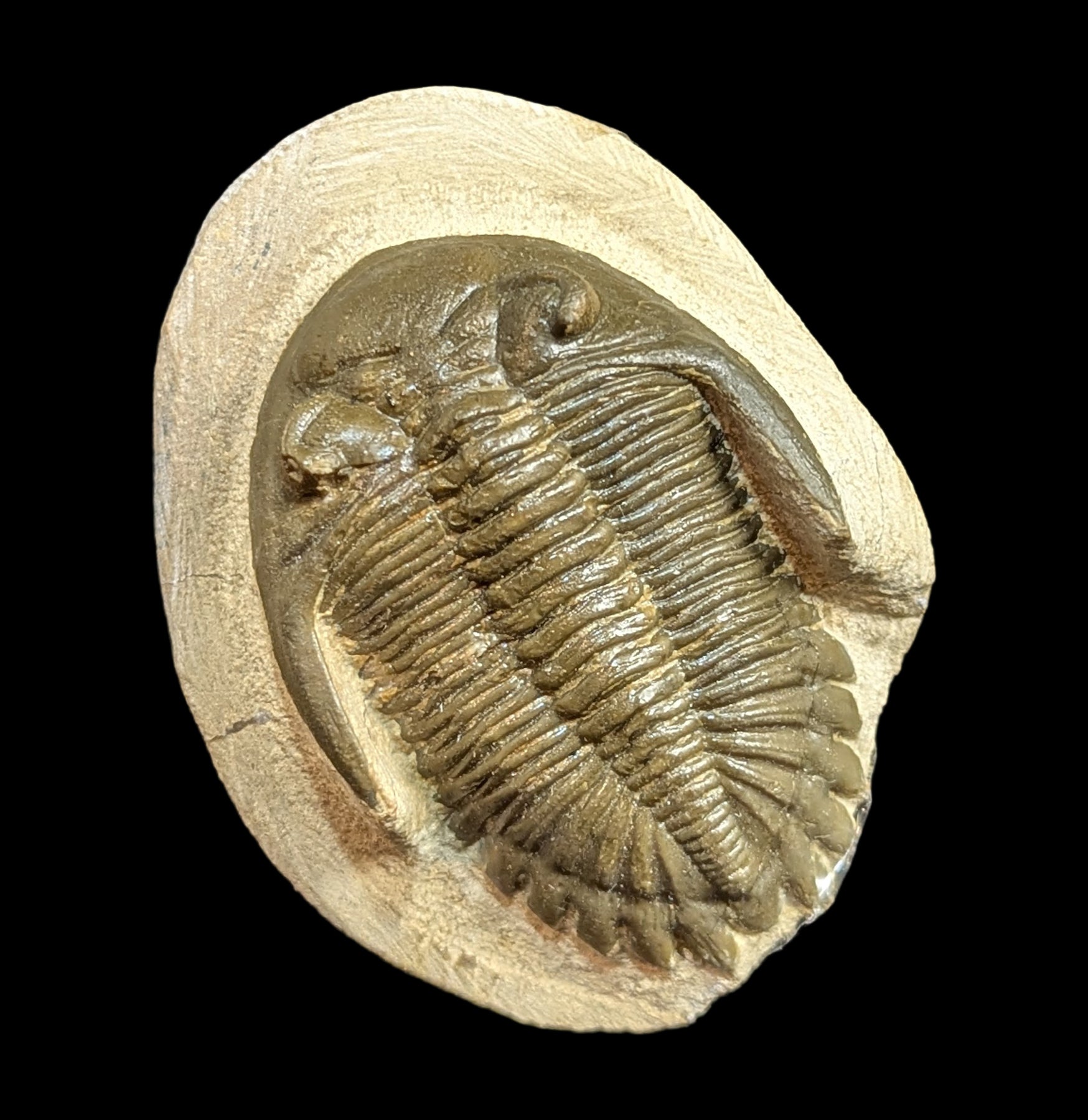 Authentic Hollardops Trilobite Fossil in Matrix - Rare Prehistoric Specimen for Collectors, Education & Home Decor