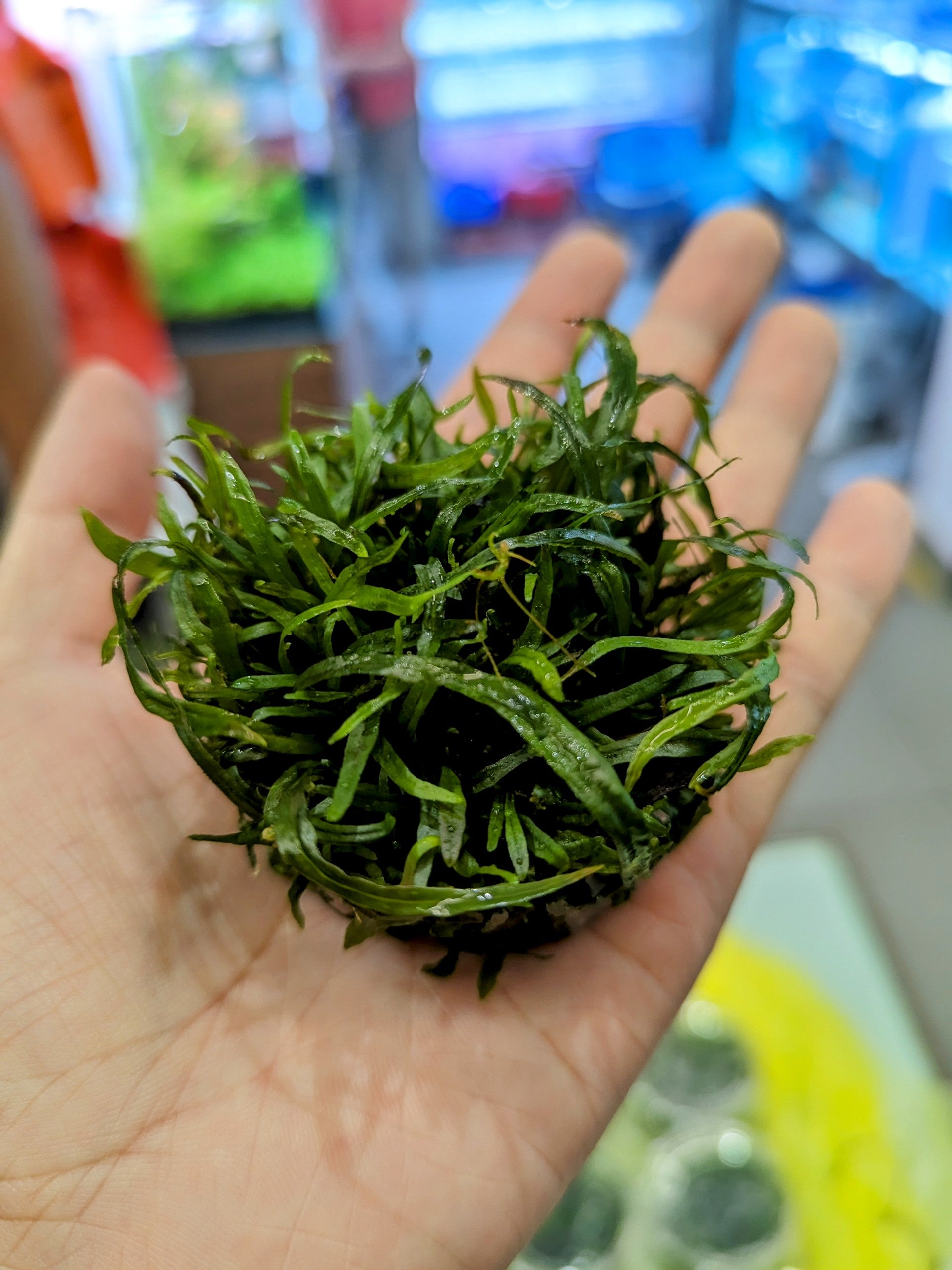 TCulture Microsorum Pteropus Narrow Leaf Red Aquatic Plant (TC Cup) - Perfect for Aquascaping, Fish Tanks & Freshwater Aquariums