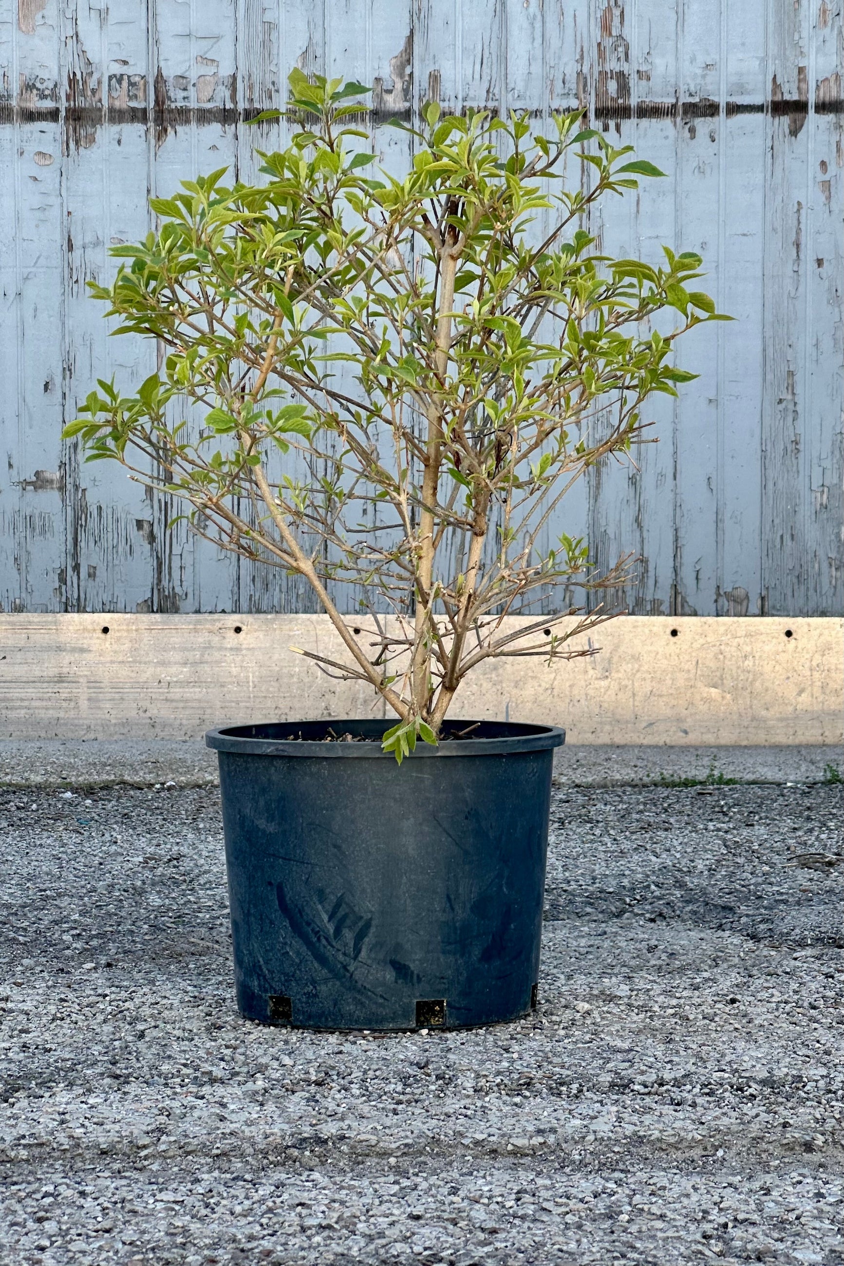 Callicarpa bodinieri 'Profusion' #3 - Beautiful Purple Beautyberry Shrub for Landscaping and Garden Decor