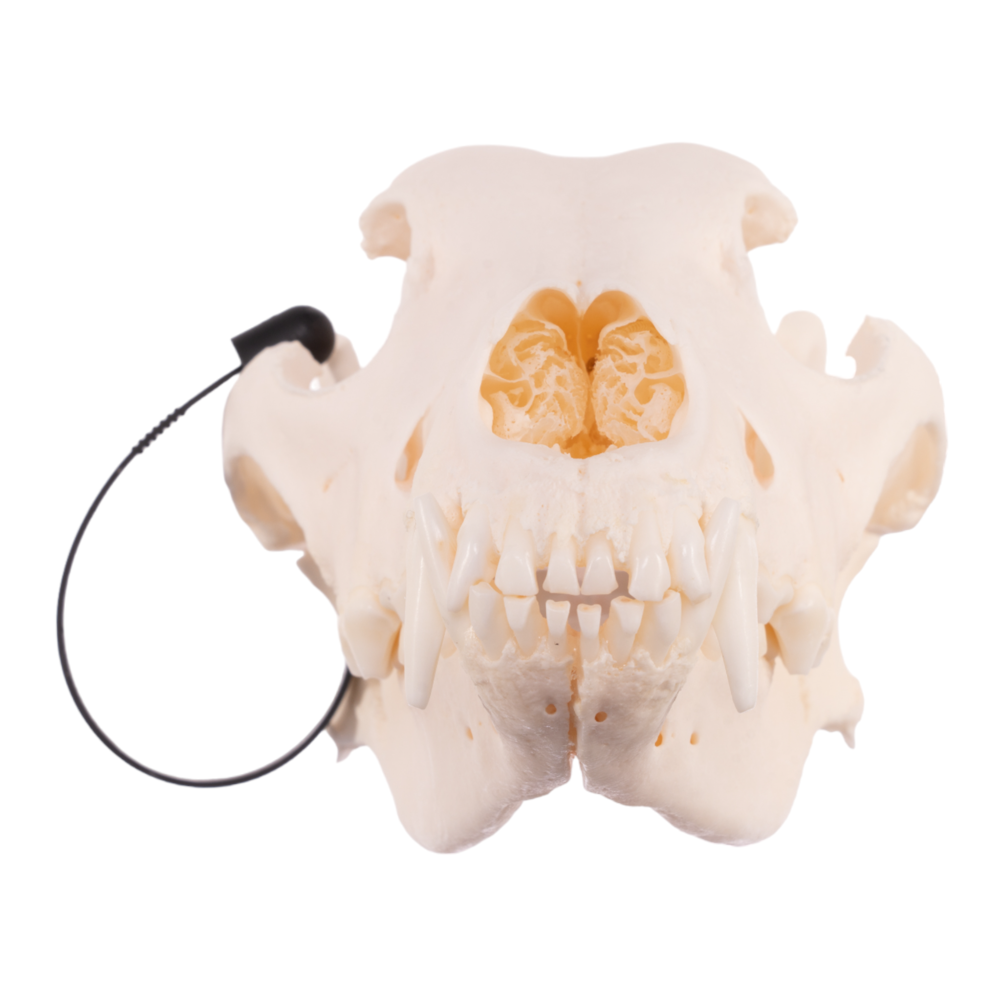 Authentic German Shepherd Dog Skull - Real Domestic Canine Skull for Veterinary Study, Taxidermy, and Educational Display