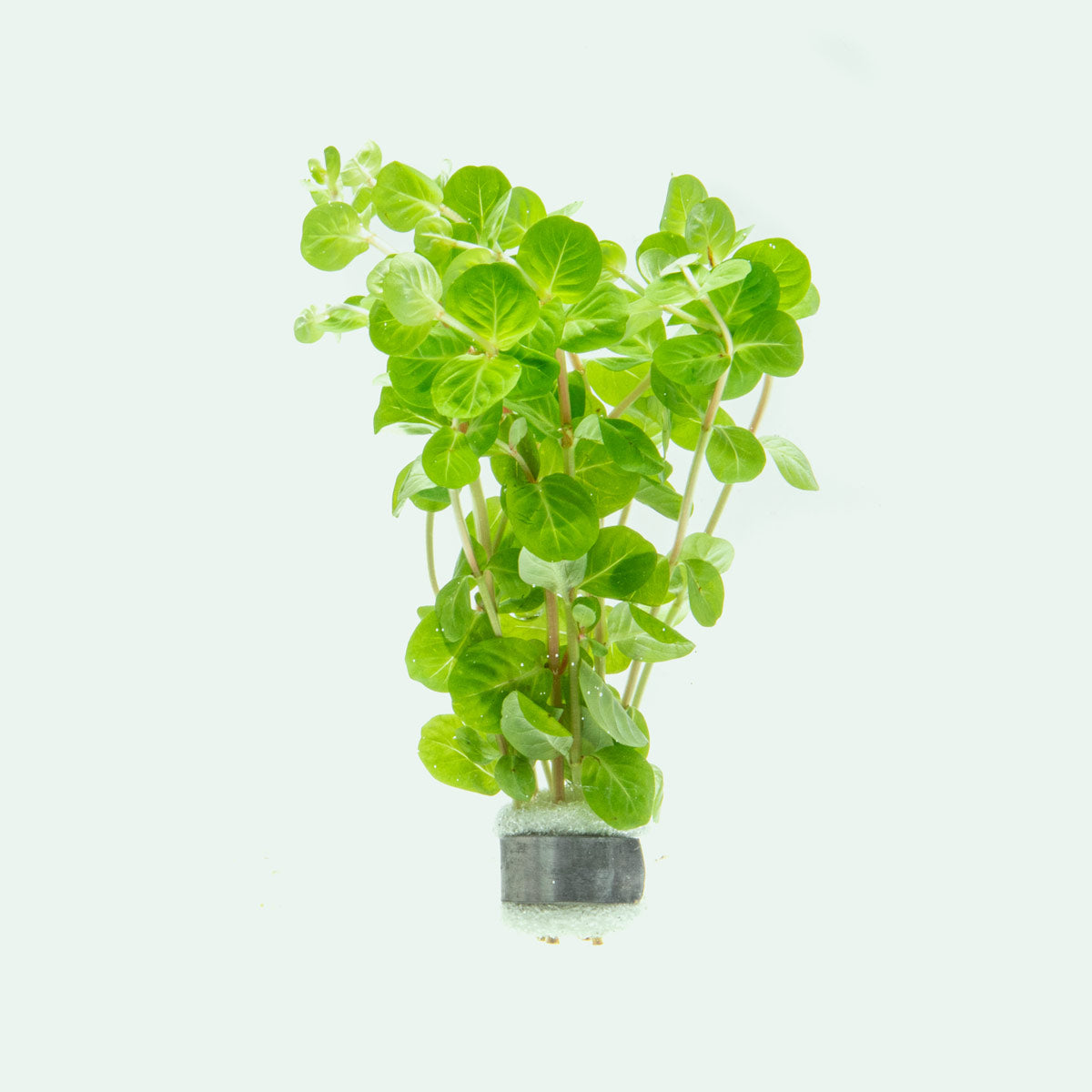 Rotala Manipurensis - Live Aquarium Plant for Freshwater Fish Tanks | Perfect for Aquascaping & Shrimp Tanks