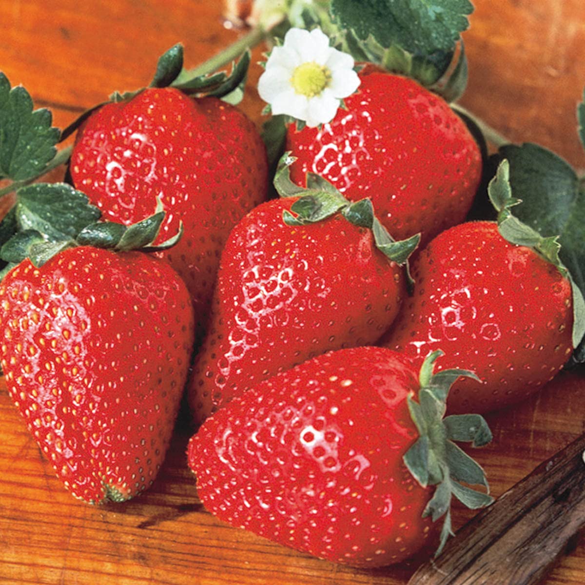Fort Laramie Strawberry Bare Root Plants - 25 Pack | Cold Hardy Perennial Fruit Plants for Home Garden, Backyard Farming & Organic Gardening
