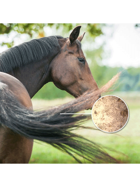 Equine Pinworm Test Kit for Horses – Fast & Accurate Fecal Egg Detection – Ideal for Stable, Farm & Veterinary Use