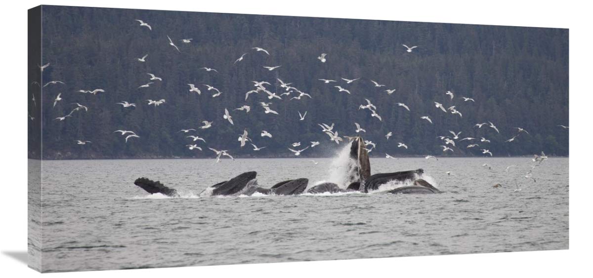 Stunning Humpback Whale Bubble Net Feeding Canvas Art - 36