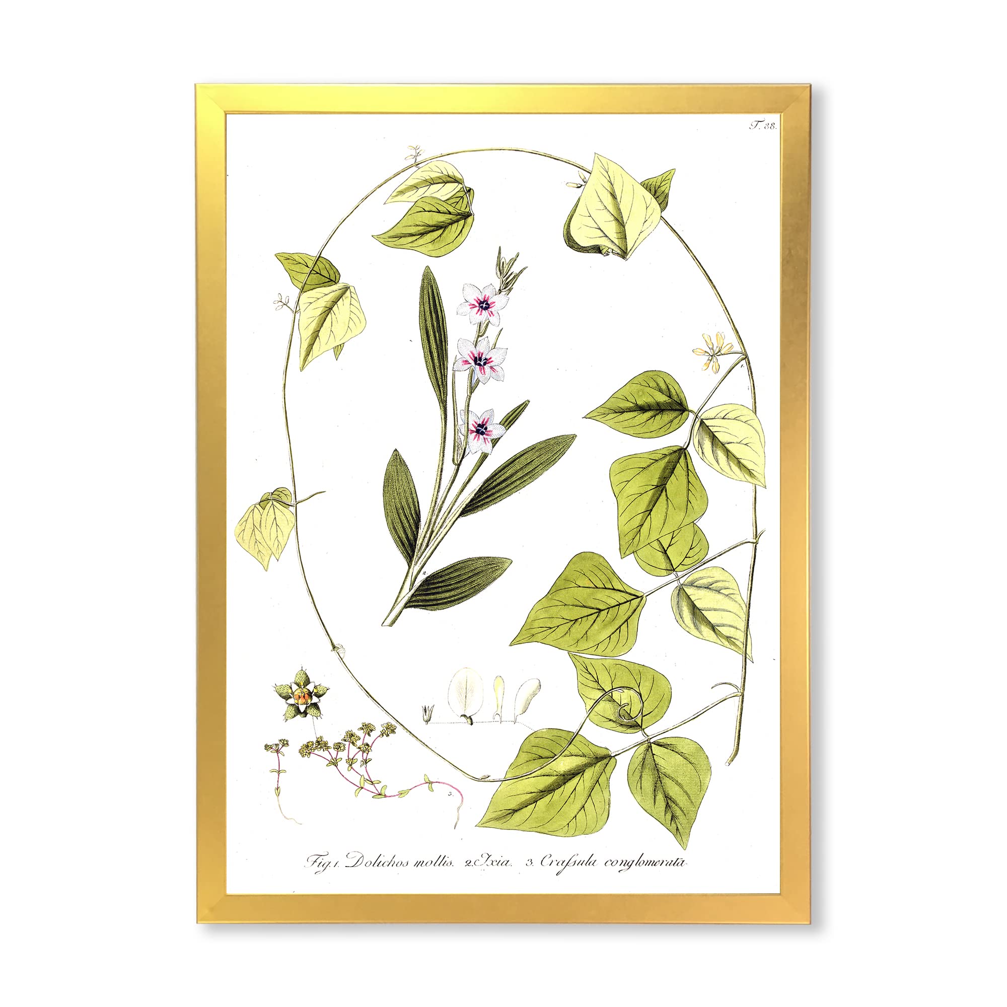 Vintage Botanicals XXI Traditional Framed Wall Art - Classic Botanical Prints for Home Decor, Office & Living Room Wall Art - Perfect for Farmhouse, Cottage & Vintage Style Interior Design