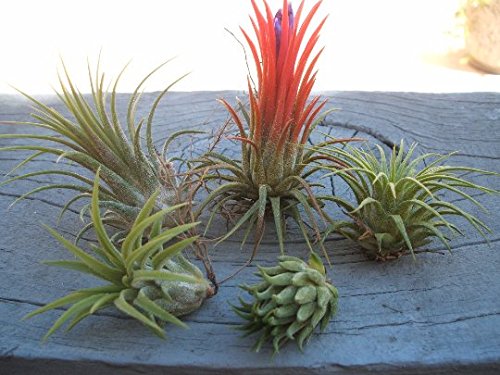 5 Pack Assorted Tillandsia Ionantha Air Plants - Low Maintenance Live Houseplants for Home Decor, Terrariums & Office Spaces