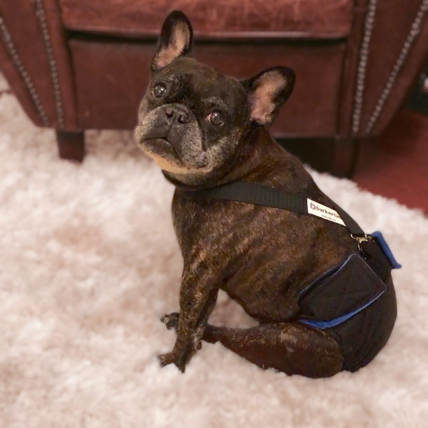 Premium XL Dog Diaper - Midnight Mystique No Tail Hole Design | Made in USA | Ideal for Incontinence, Travel & Post-Surgery Care