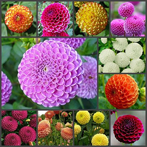 Dahlia Pompon Ball Mix Seeds - Non-GMO Beautiful Annual Flowers for Garden Planting | Perfect for Hanging Baskets, Borders & Cut Flower Arrangements