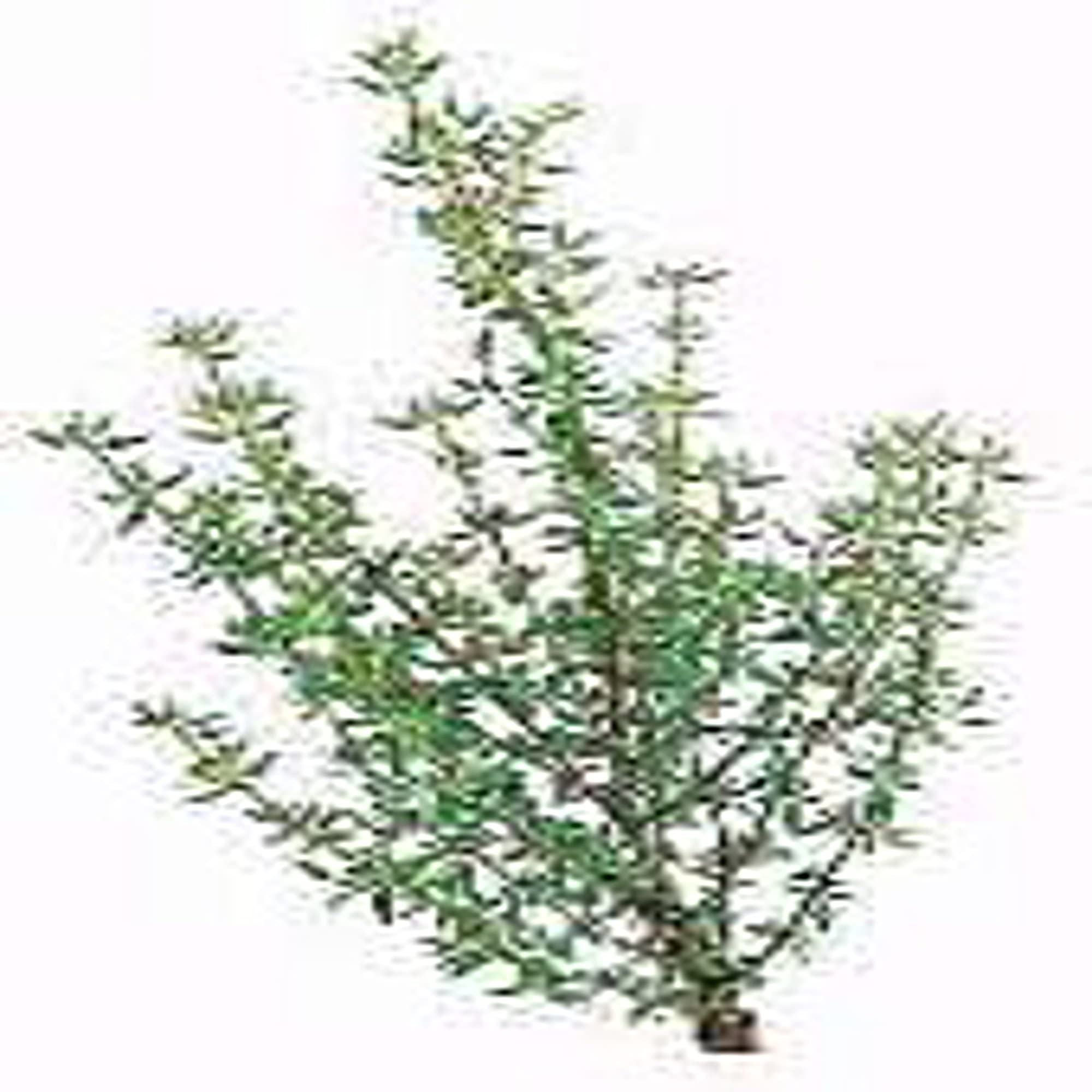 Organic French Thyme Seeds (20+ Count) - Non-GMO Herb Seeds for Planting - Perfect for Home Garden, Greenhouse & Container Gardening - Culinary Herb for Cooking, Seasoning & Aromatherapy