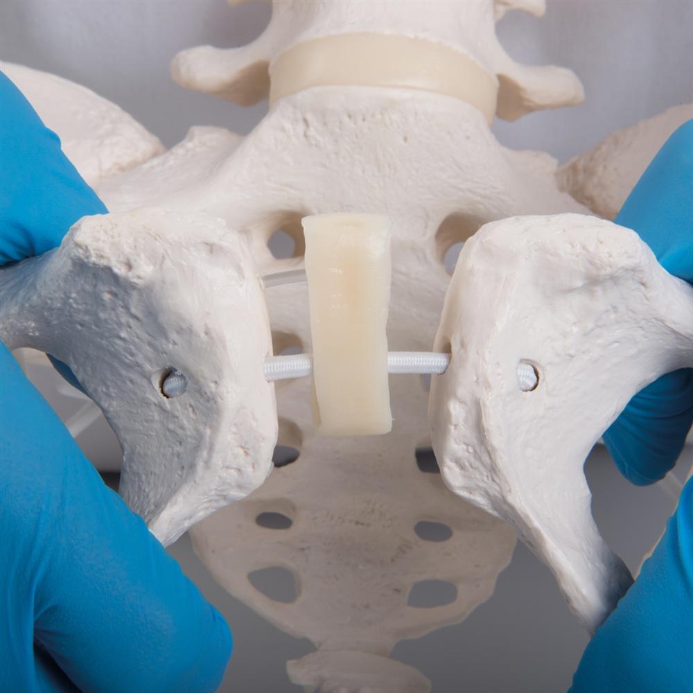 Flexible Female Pelvis Model with Femur Heads - Anatomical Study, Medical Training & Childbirth Education Tool