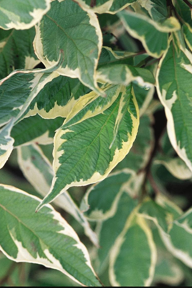 Variegated Red Twig Dogwood (Cornus alba 'Argenteo-marginata') - 3 Gallon Shrub for Year-Round Landscape Beauty | Perfect for Borders, Hedges & Winter Garden Interest
