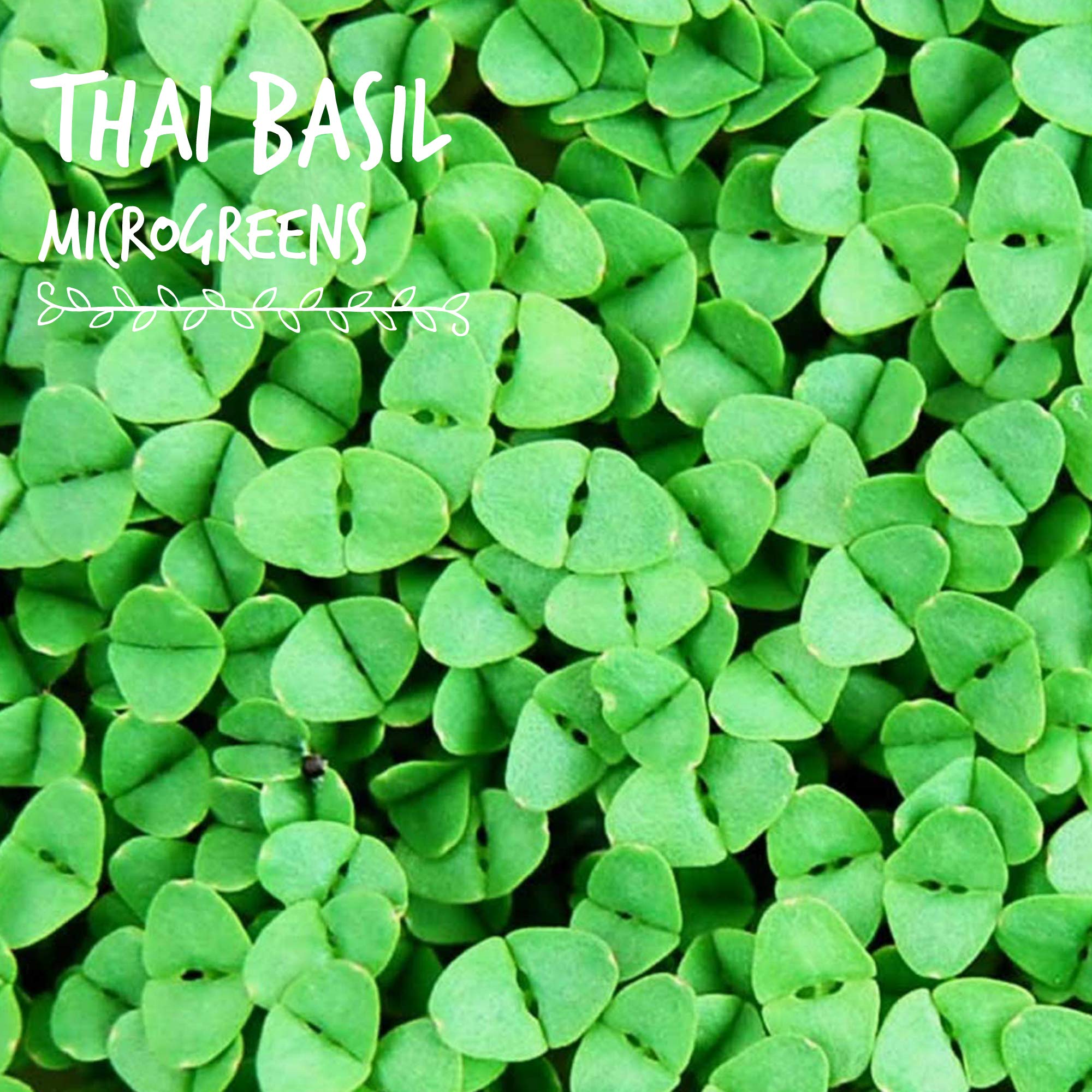 Organic Thai Basil Seeds - 1 Lb Bulk Herb Seeds for Growing Microgreens | Indoor Gardening, Hydroponics, Container Planting | Perfect for Salads, Garnishes & Asian Cuisine