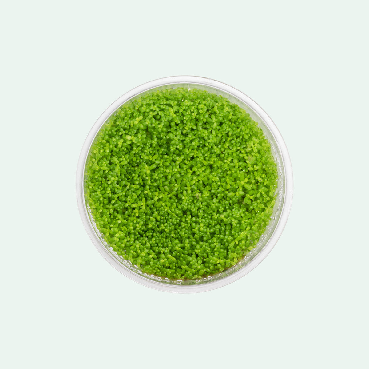 Premium Hemianthus Callitrichoides 'Cuba' Dwarf Baby Tears Live Aquarium Plant - Perfect for Nano Tanks, Aquascaping & Freshwater Aquariums