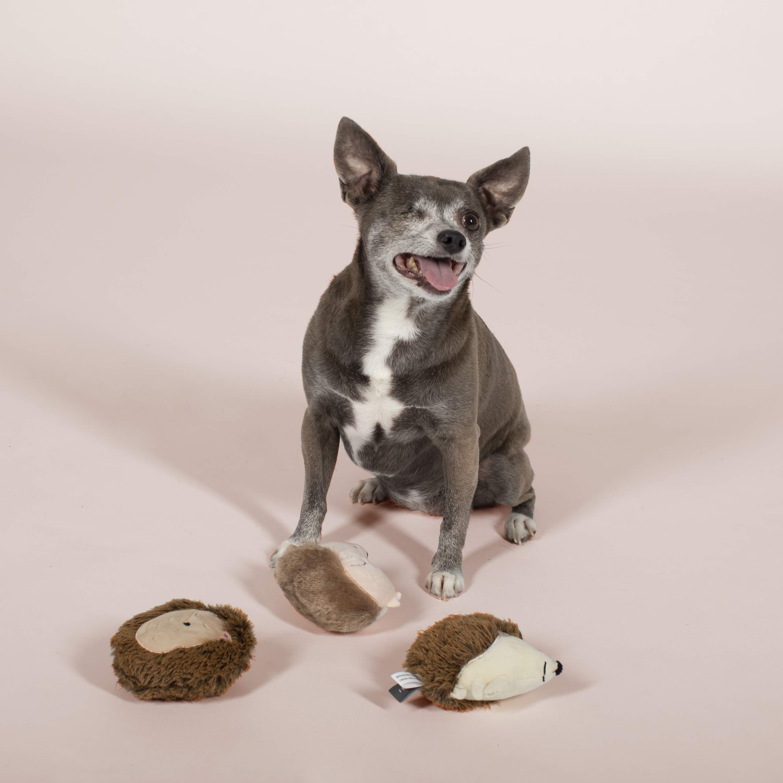 FRINGE STUDIO Small Dog Chew Toys - 3 Piece Hedgehog Pet Toy Set for Puppies & Teething Dogs | Durable & Safe for Indoor & Outdoor Play