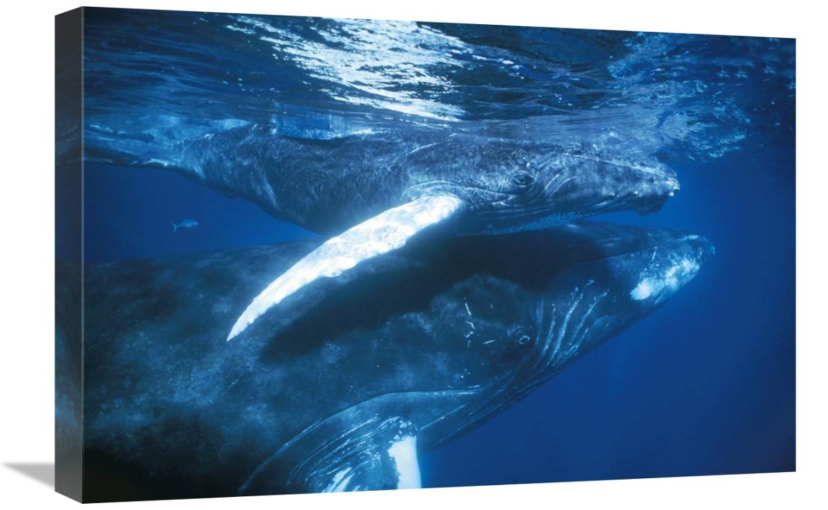 Humpback Whale & Calf Art Print - 16x24 Inch Silver Bank Dominican Republic Marine Wildlife Photography by Hiroya Minakuchi - Perfect for Ocean Theme Home Decor, Office Wall Art & Whale Lover Gifts