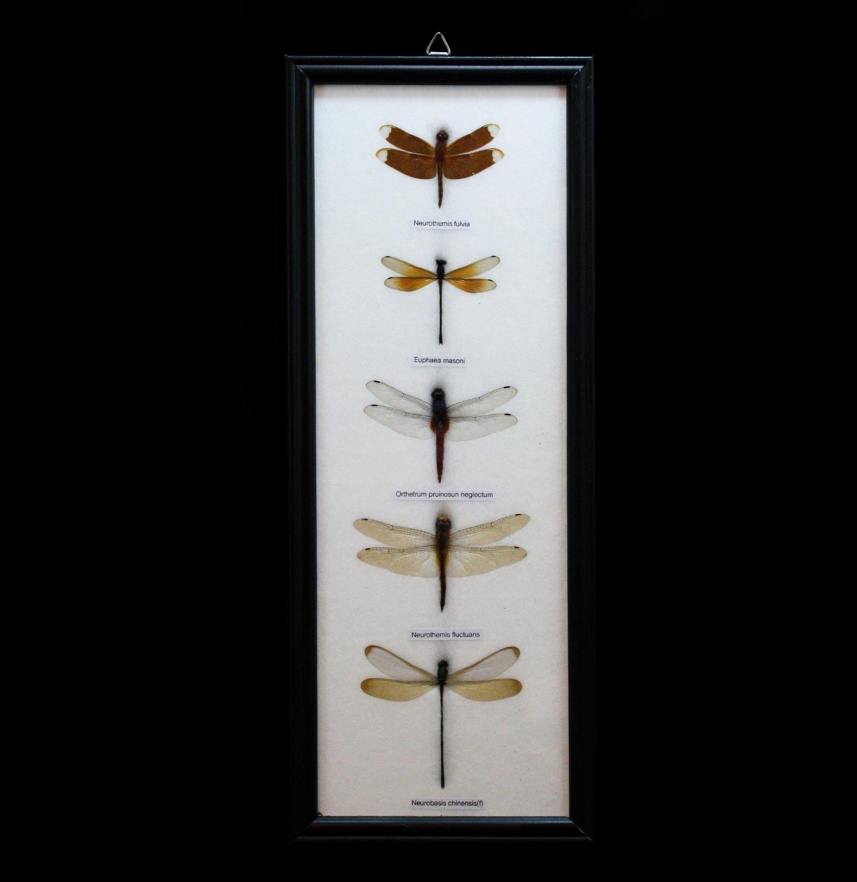 Five Riker Mounted Dragonflies - Realistic Insect Specimen Display for Home Decor, Science Education & Nature Lovers - Perfect for Entomology Collections, Classroom Teaching & Gothic Decor
