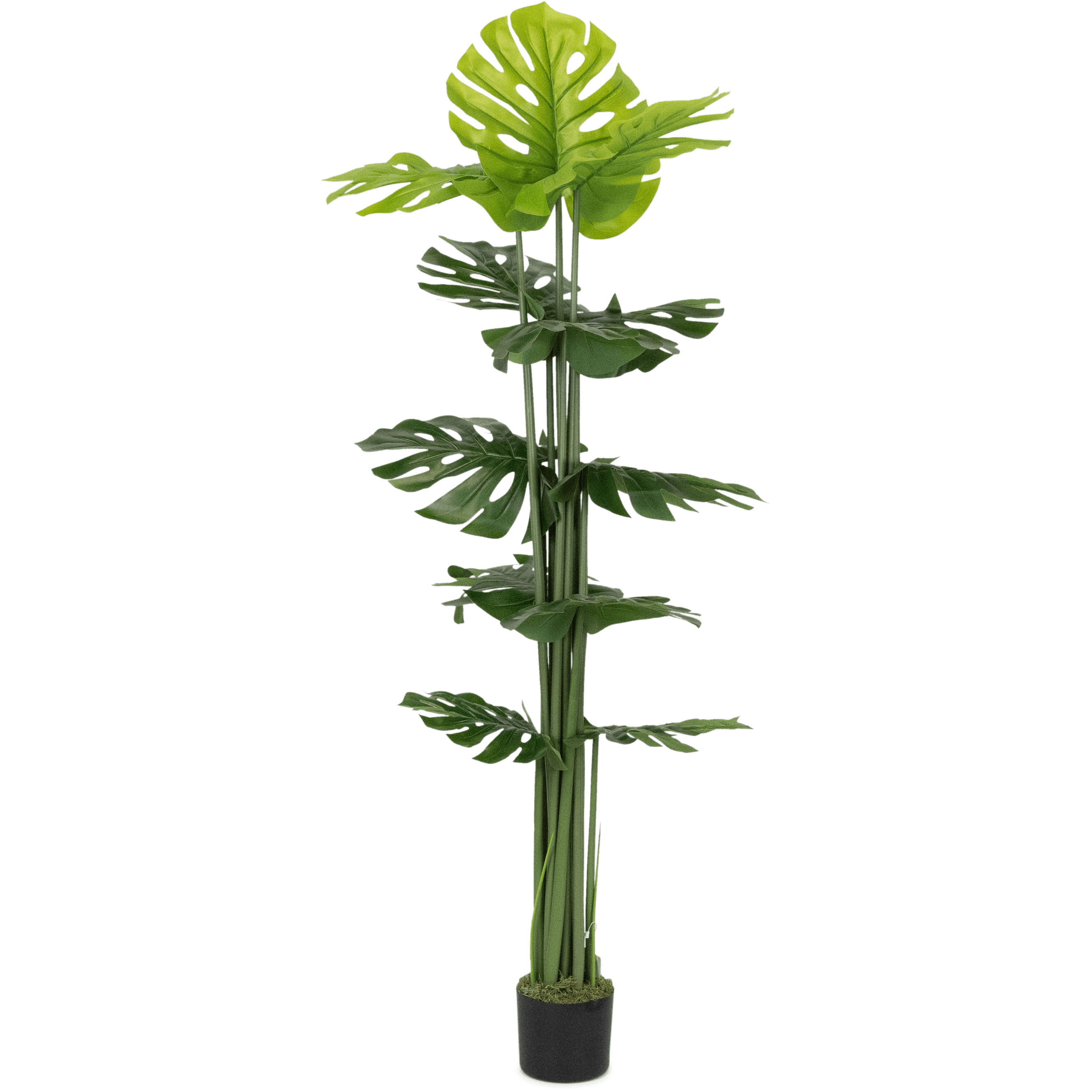 Large Monstera Deliciosa Plant - 160cm Tall Indoor Swiss Cheese Plant for Home & Office Decor - Perfect for Living Room, Bedroom, or Workspace