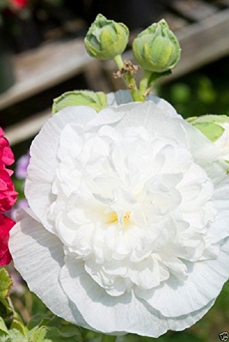 30 Hollyhock Seeds - ALCEA Rosea Plena Chaters-Series 