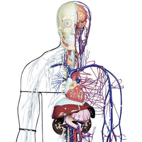Human Anatomy Model - Full-Size Nervous & Circulatory System for Medical Students & Doctors | Perfect for Classroom Demonstrations & Healthcare Education