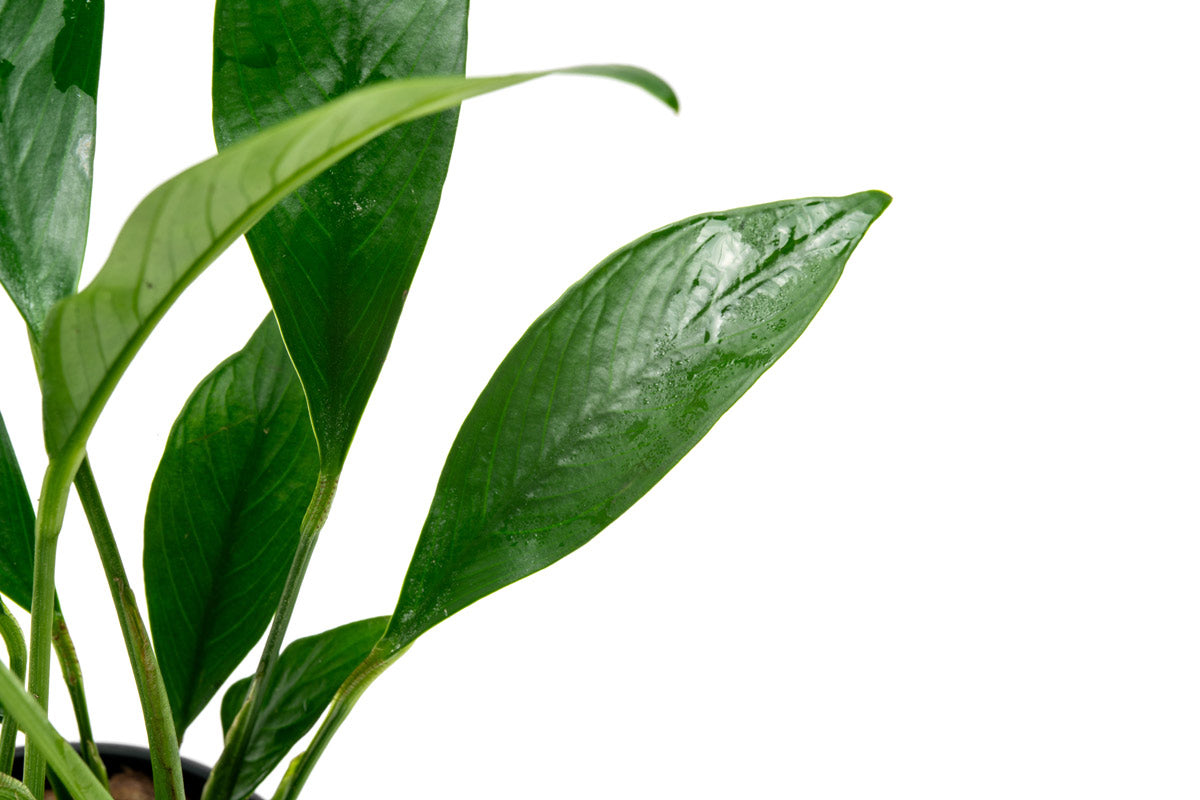 Anubias Glabra Live Aquarium Plant - Easy Low Light Freshwater Aquatic Plant for Fish Tanks, Aquascaping & Shrimp Tanks | Perfect for Beginners & Natural Aquarium Decor