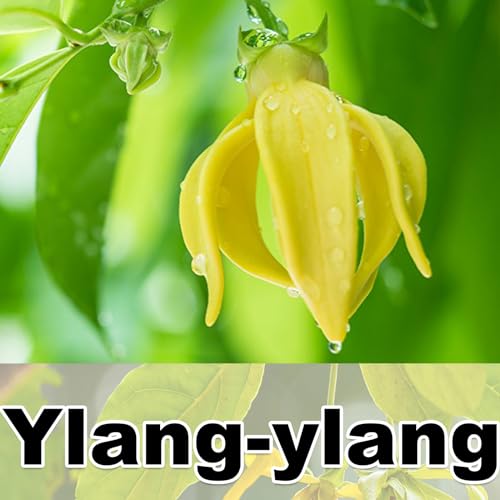 Ylang-ylang
