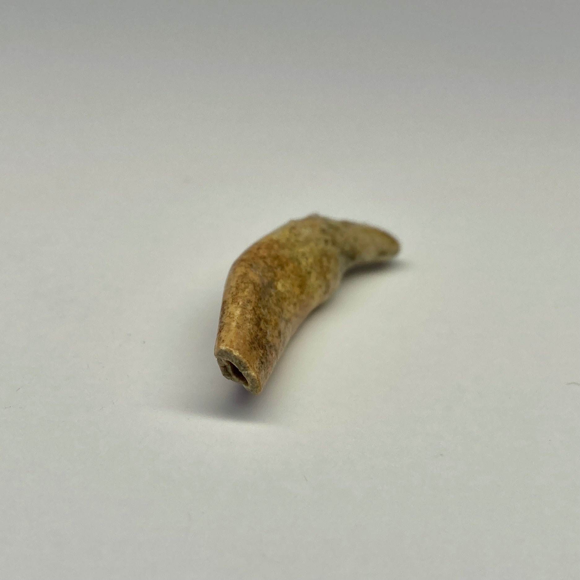 Authentic Cave Bear Juvenile Tooth Fossil - Rare Collectible for Paleontology Enthusiasts & Home Decor Display