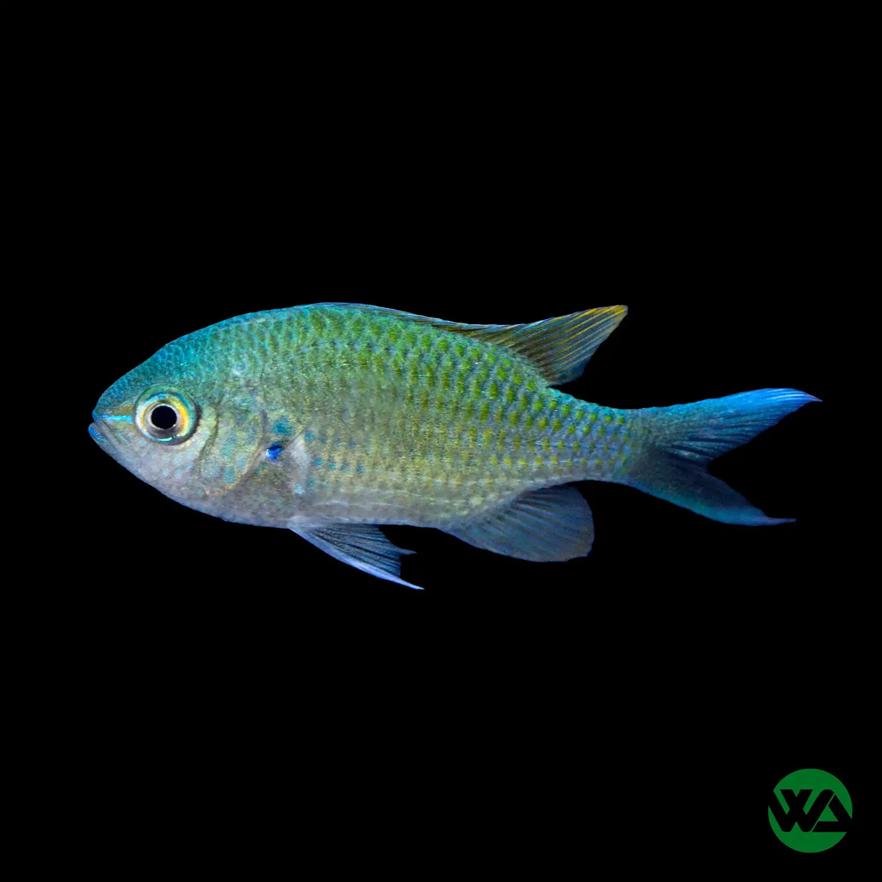 Green Chromis (Chromis viridis) - Saltwater Aquarium Fish for Reef Tanks | Perfect for Marine Aquascaping & Nano Tanks