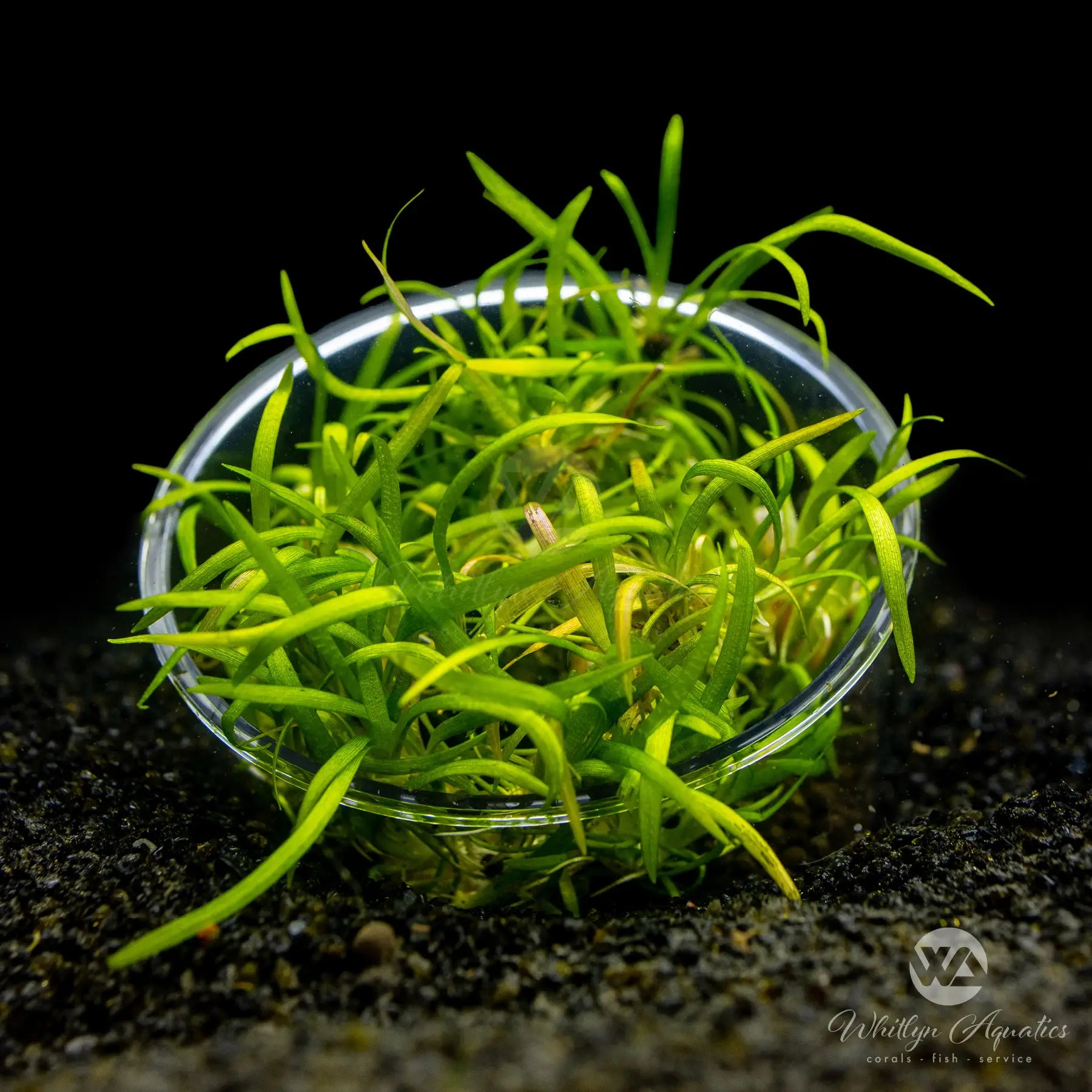 Dwarf Sagittaria (Sagittaria Subulata) - Live Aquarium Plant for Freshwater Fish Tanks - Perfect for Foreground Carpeting and Aquascaping