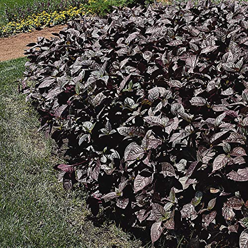 Outsidepride Alternanthera Purple Knight - 10 Garden Shrub Plant Seeds for Landscaping, Borders & Container Gardening