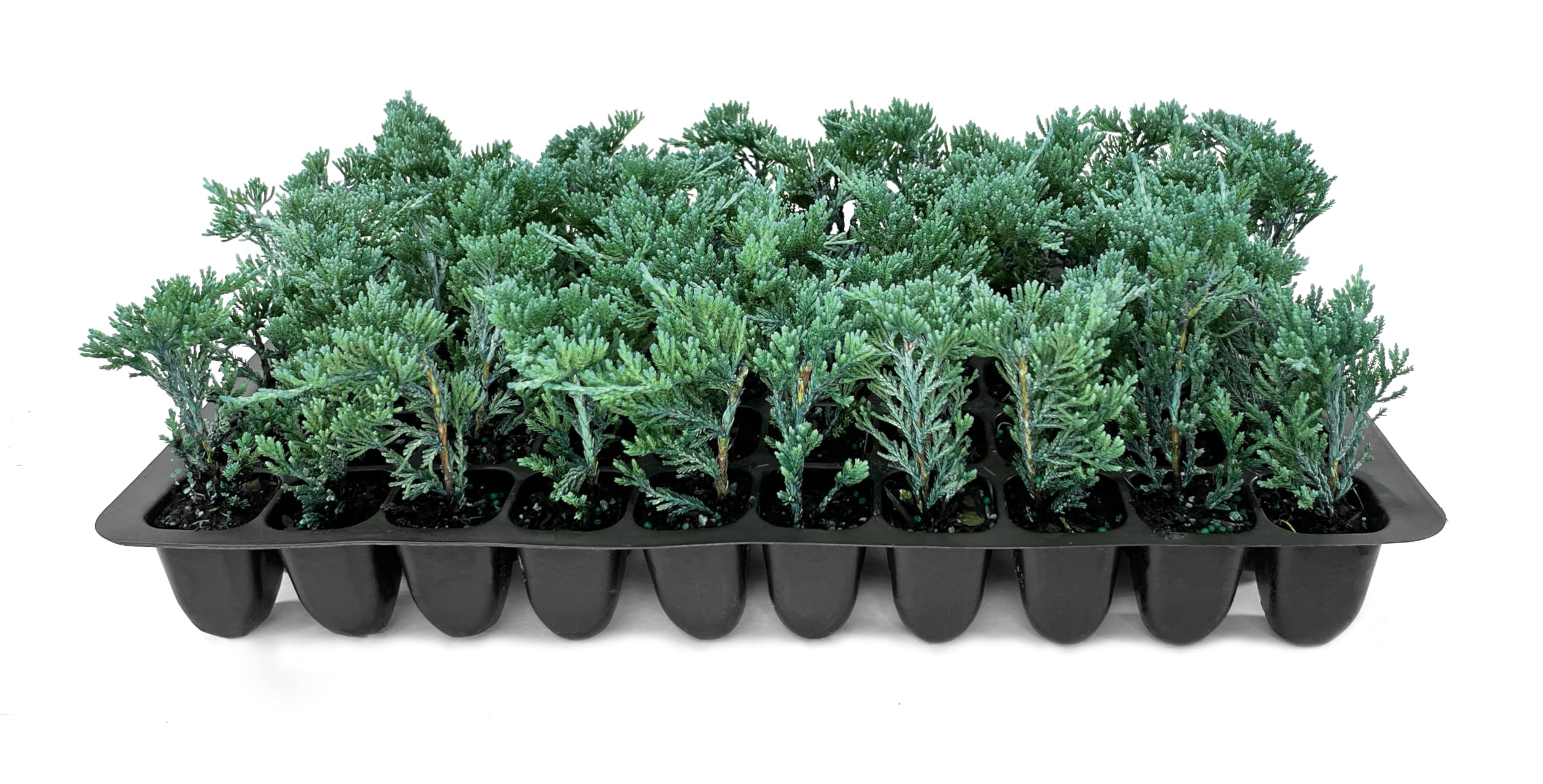 Blue Rug Juniper (Juniperus Horizontalis Wiltonii) - 40 Live Plants - Low Maintenance Evergreen Ground Cover - Drought Tolerant Landscaping Solution - Perfect for Rock Gardens, Slopes & Erosion Control