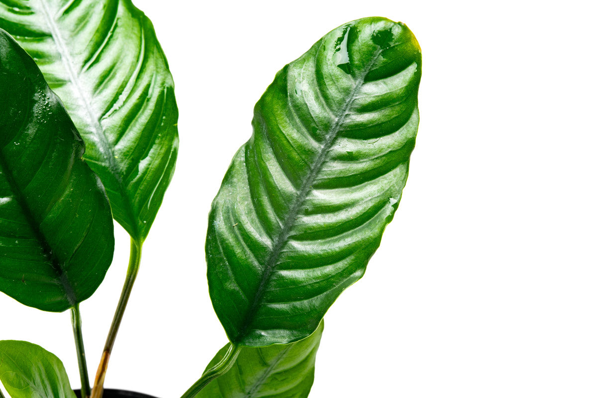 Anubias Barteri Coffeefolia Live Aquarium Plant - Low Light Freshwater Aquatic Plant for Fish Tanks, Aquascaping & Terrariums