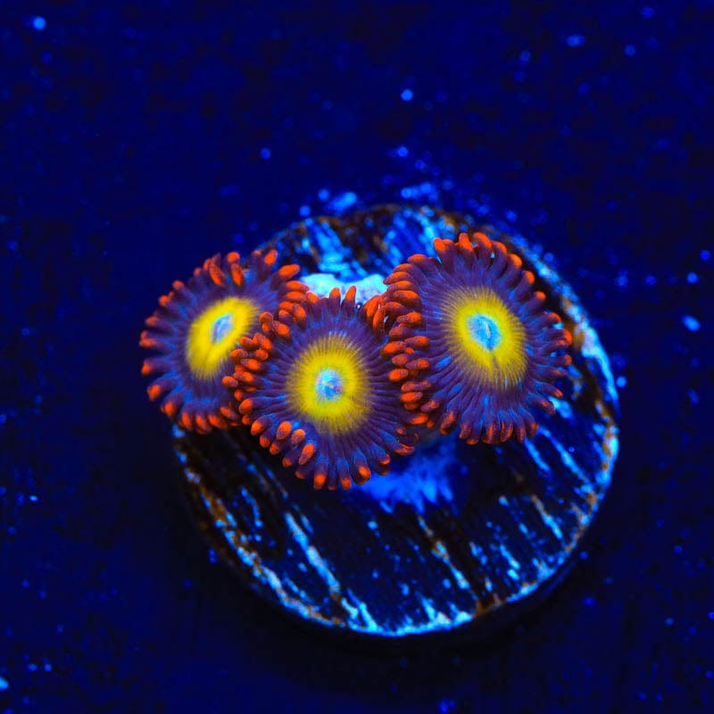 Vibrant Circus Freak Zoanthids Coral for Saltwater Aquariums – Perfect for Reef Tanks & Marine Displays
