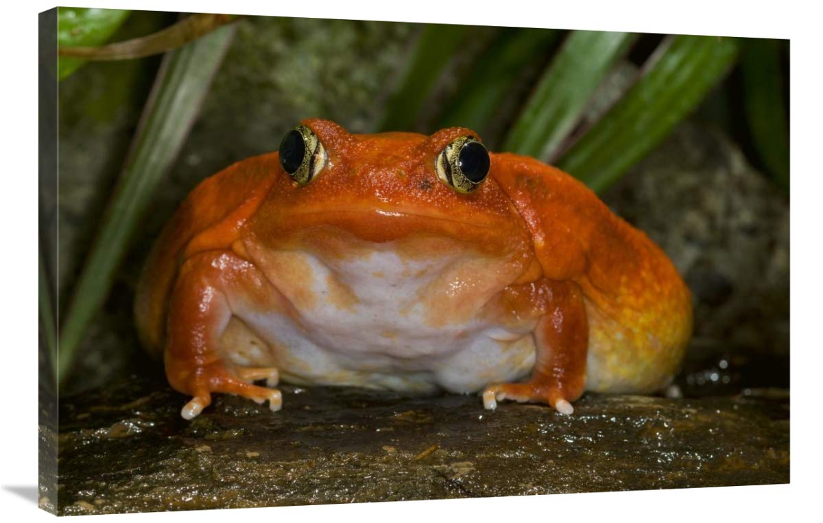 Tomato Frog Canvas Art 36x24 Inches - Rare Madagascar Native Wildlife Wall Decor for Home & Office