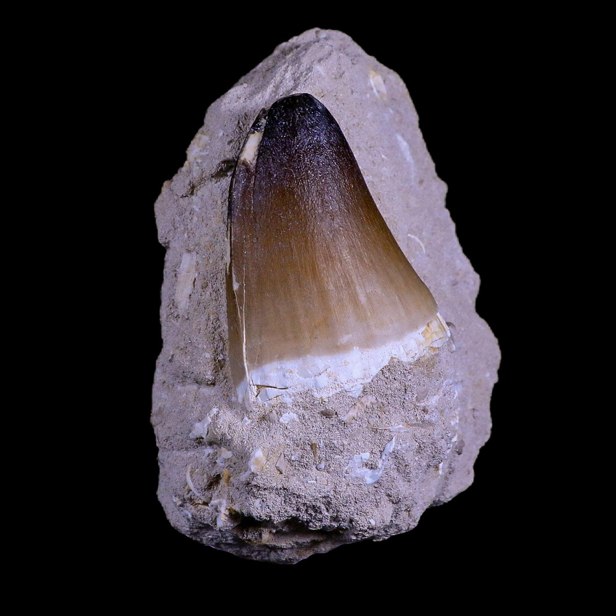XL 2