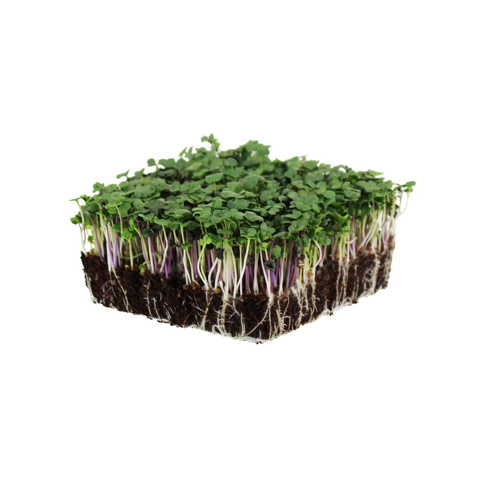 Organic Spicy Salad Mix Microgreens Seeds - 5 Lb Non-GMO Micro Greens Seed Blend: Broccoli, Kale, Mustard, Cabbage, Arugula | Perfect for Home Gardening, Healthy Salads & Smoothie Bowls