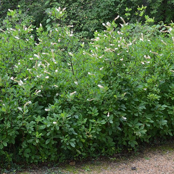 Sweetpepper Bush (Clethra alnifolia) - Fragrant Summer Blooming Shrub for Landscaping, Gardens & Pollinator-Friendly Yards
