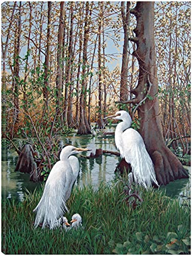 Snowy White Egret Nesting
