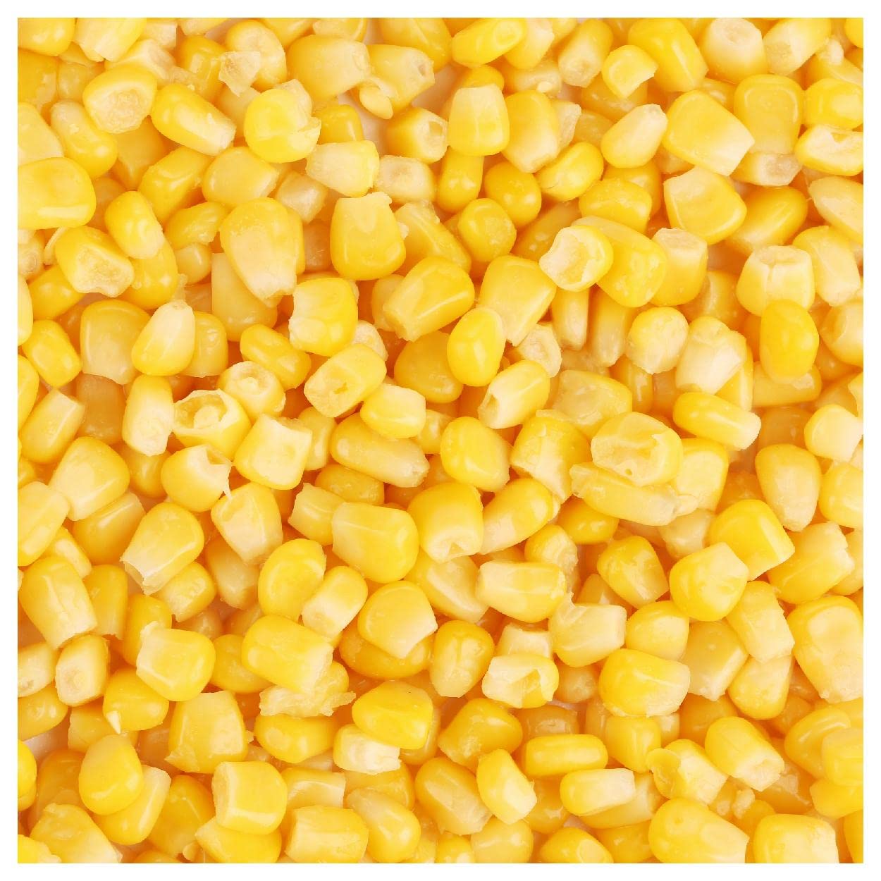 Everwilde Farms - 1/4 Lb Bodacious Hybrid Sweet Corn Seeds - Non-GMO, High Yield, Gold Vault Bulk Pack - Perfect for Home Gardening, Backyard Planting & Farmers Market Crops
