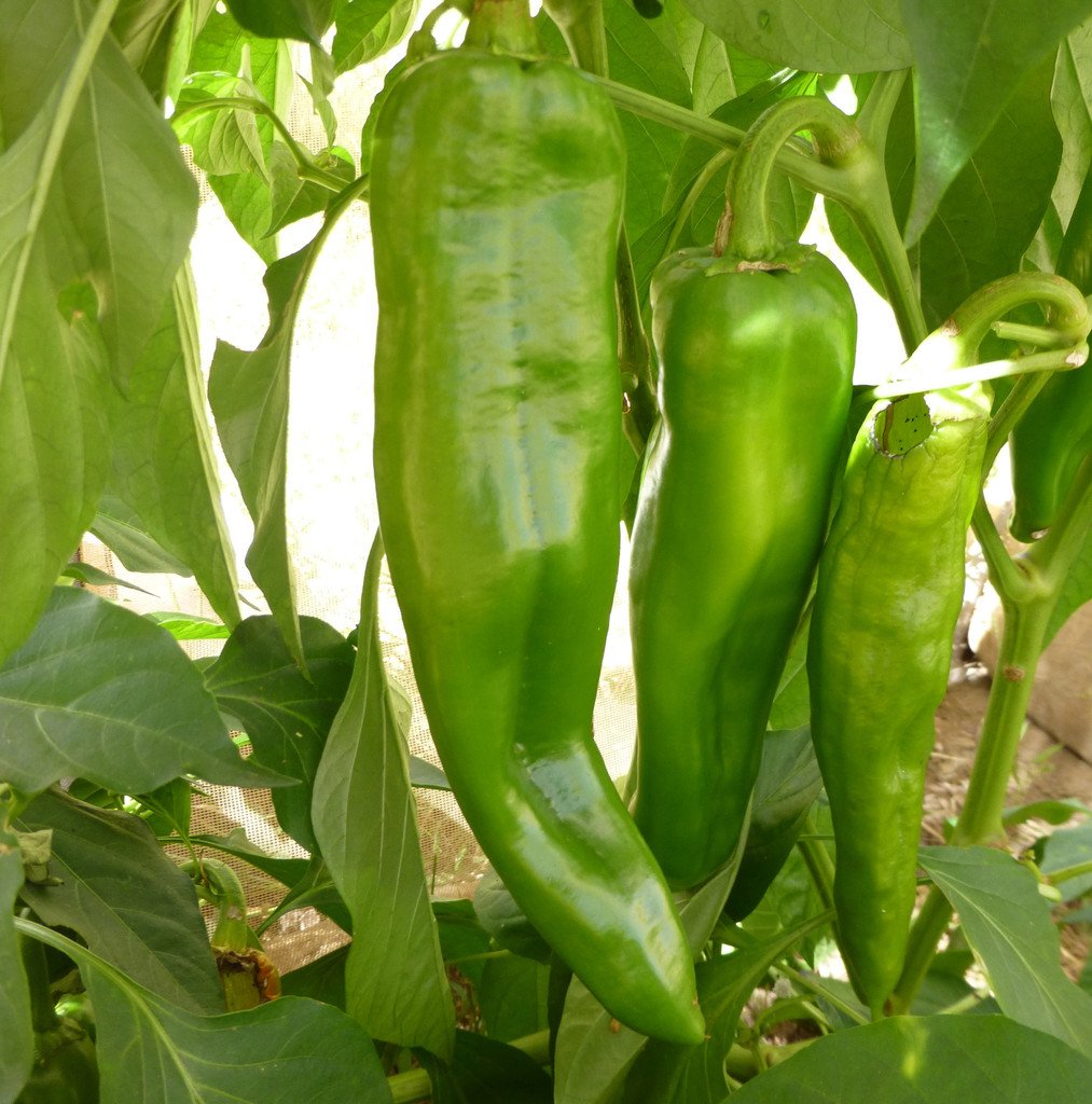 Anaheim Pepper Seeds - 50 Count Pack | Non-GMO, Heirloom Variety | COOL BEANS N SPROUTS Brand | Perfect for Home Gardening, Container Planting & Salsa Making