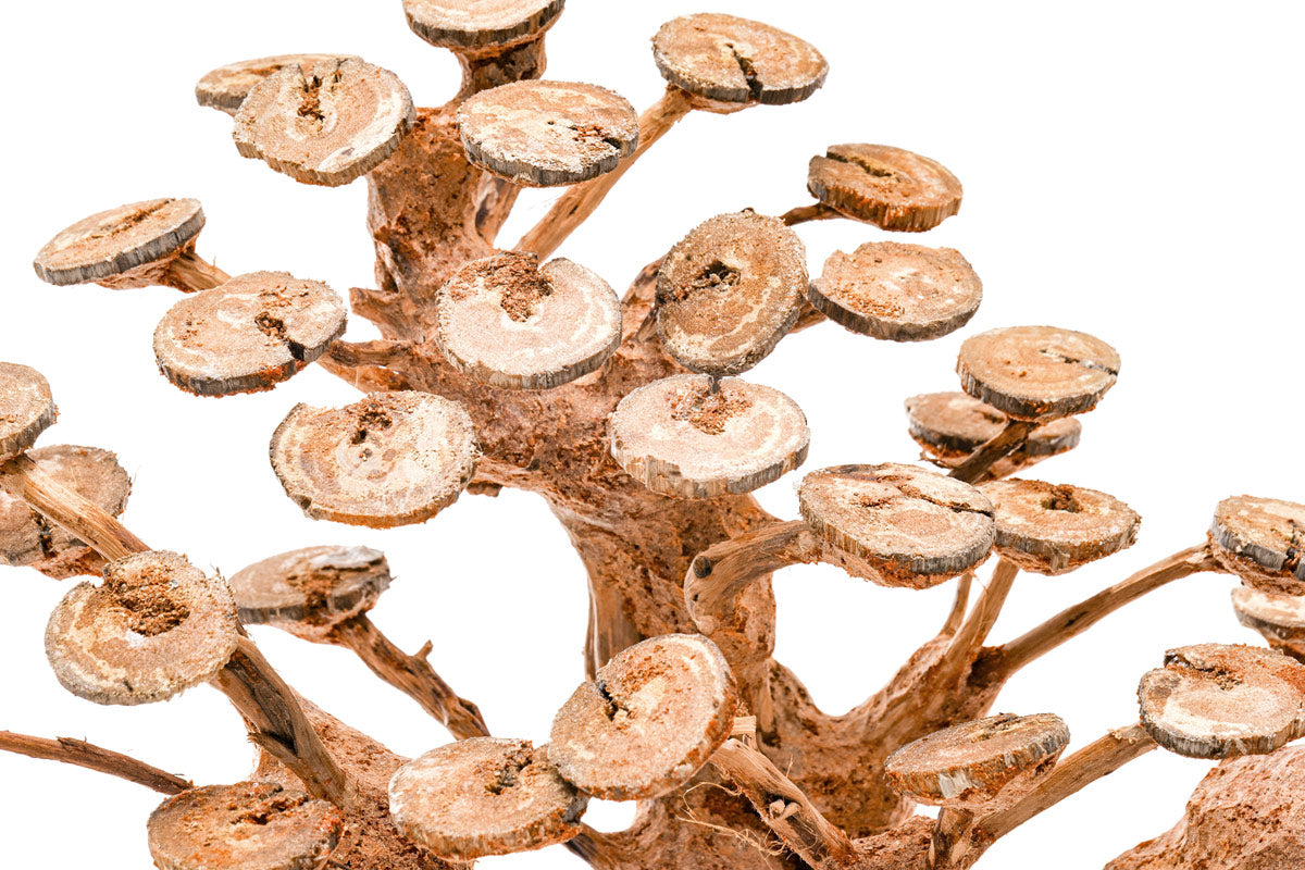 UNS Bonsai 016 - Premium Mini Bonsai Tree Kit for Home & Office Decor | Perfect for Zen Gardens, Desktop Decor, and Unique Gifts