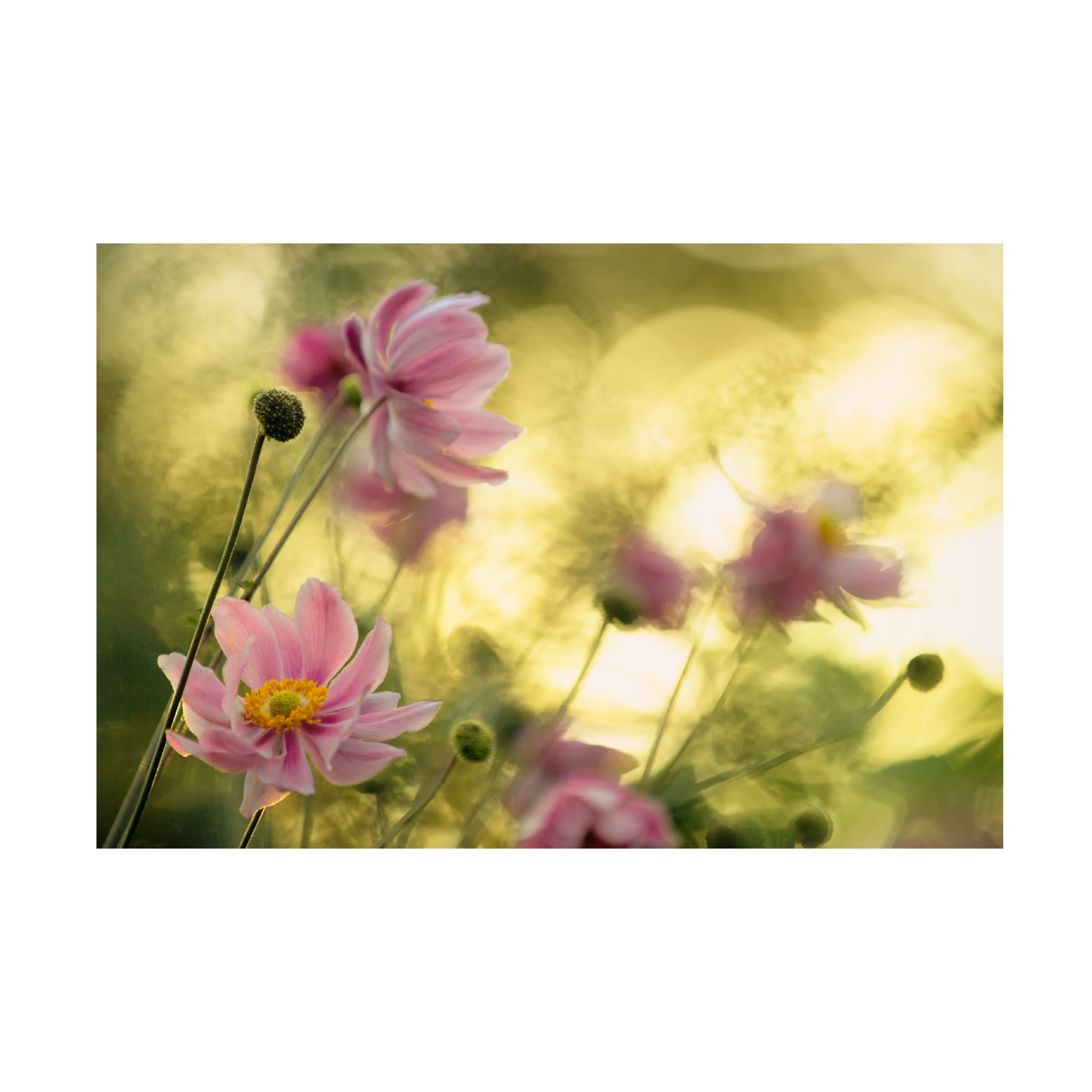 Steve Moore 'Dance Of The Flowers' Canvas Wall Art Print - Floral Botanical Home Decor for Living Room, Bedroom & Office - Trademark Fine Art Collection