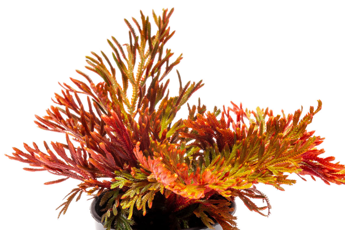Selaginella Erythropus Sanguinea - Red Spike Moss Plant for Home & Office Decor | Perfect for Terrariums, Fairy Gardens, and Indoor Plant Displays