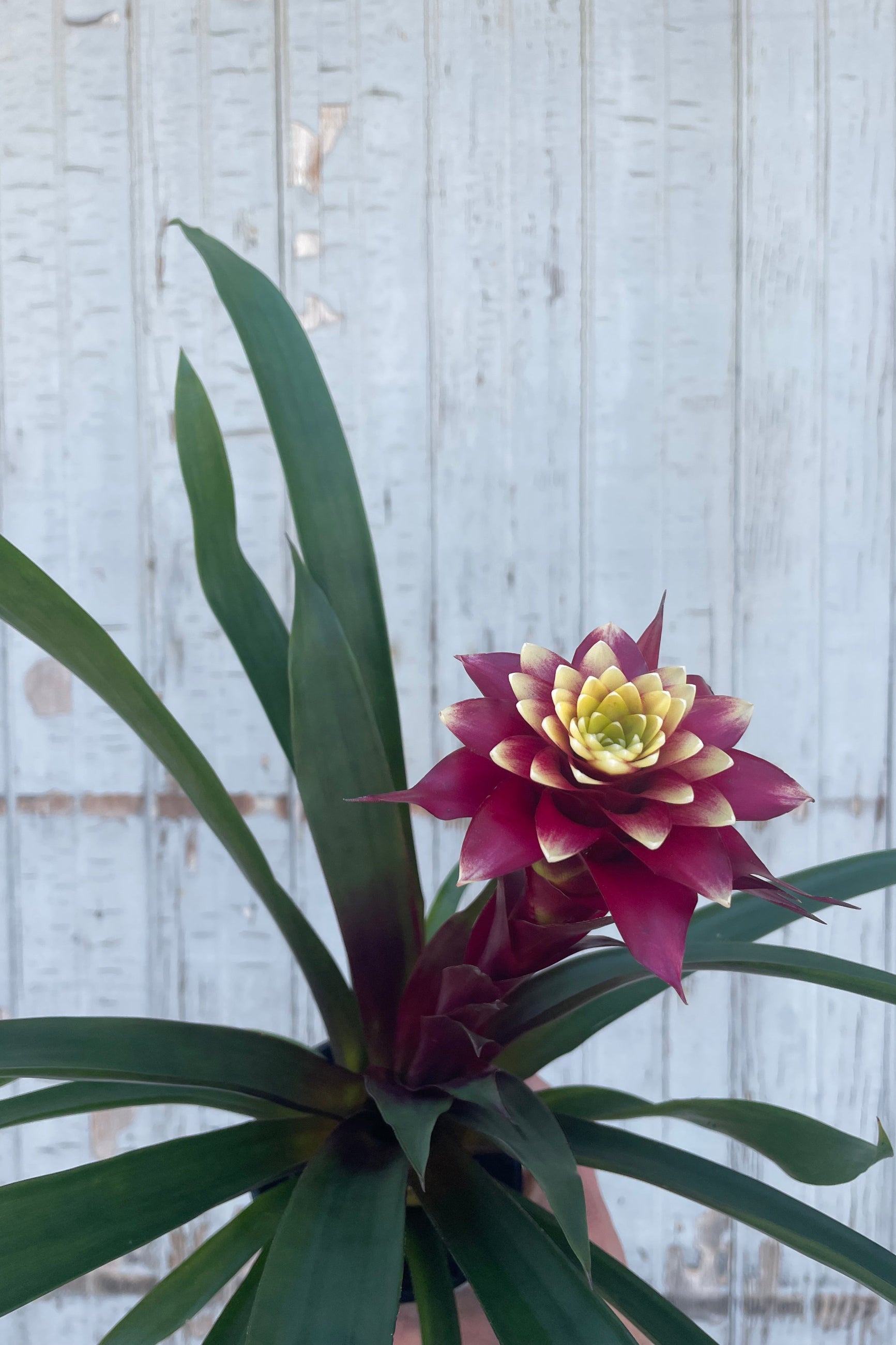 Bromeliad Plant - 5 Pack Live Air Plants for Home & Office Decor - Perfect for Terrariums, Wall Displays, and Indoor Greenery