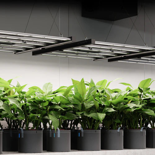 AC Infinity IonFrame EVO8 730W LED Grow Light for Indoor Plants - Full Spectrum Hydroponic Lighting System for Greenhouse, Grow Tent & Vertical Farming (AC IF8K)
