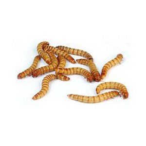 2000 Live Mealworms for Reptiles, Birds, Chickens & Fish - High Protein Mini Feed - Perfect for Pet Nutrition, Wild Bird Feeding & Fishing Bait