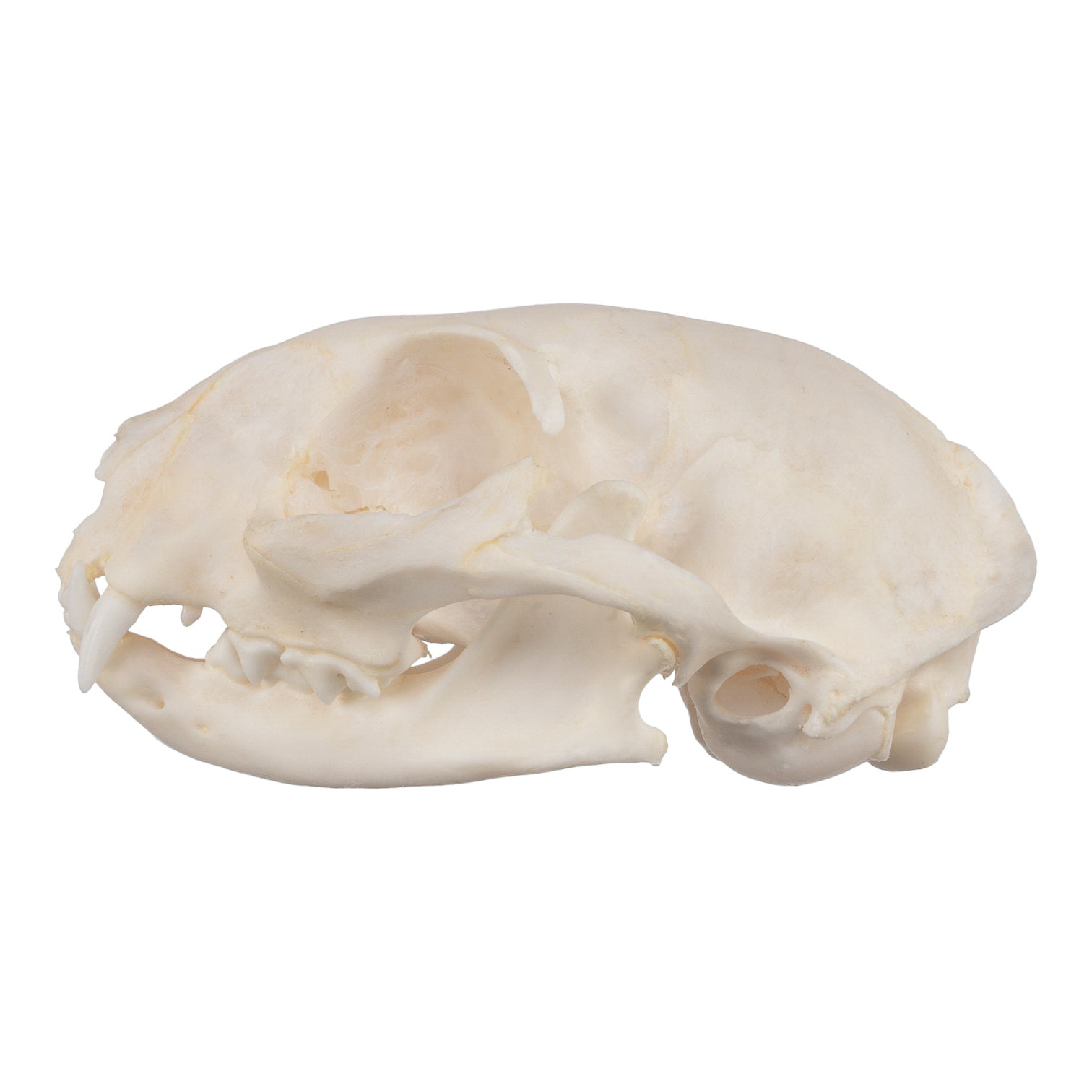 Authentic Domestic Cat Skull Specimen - Taxidermy Oddity & Gothic Decor - Perfect for Halloween, Dark Academia, and Natural History Displays