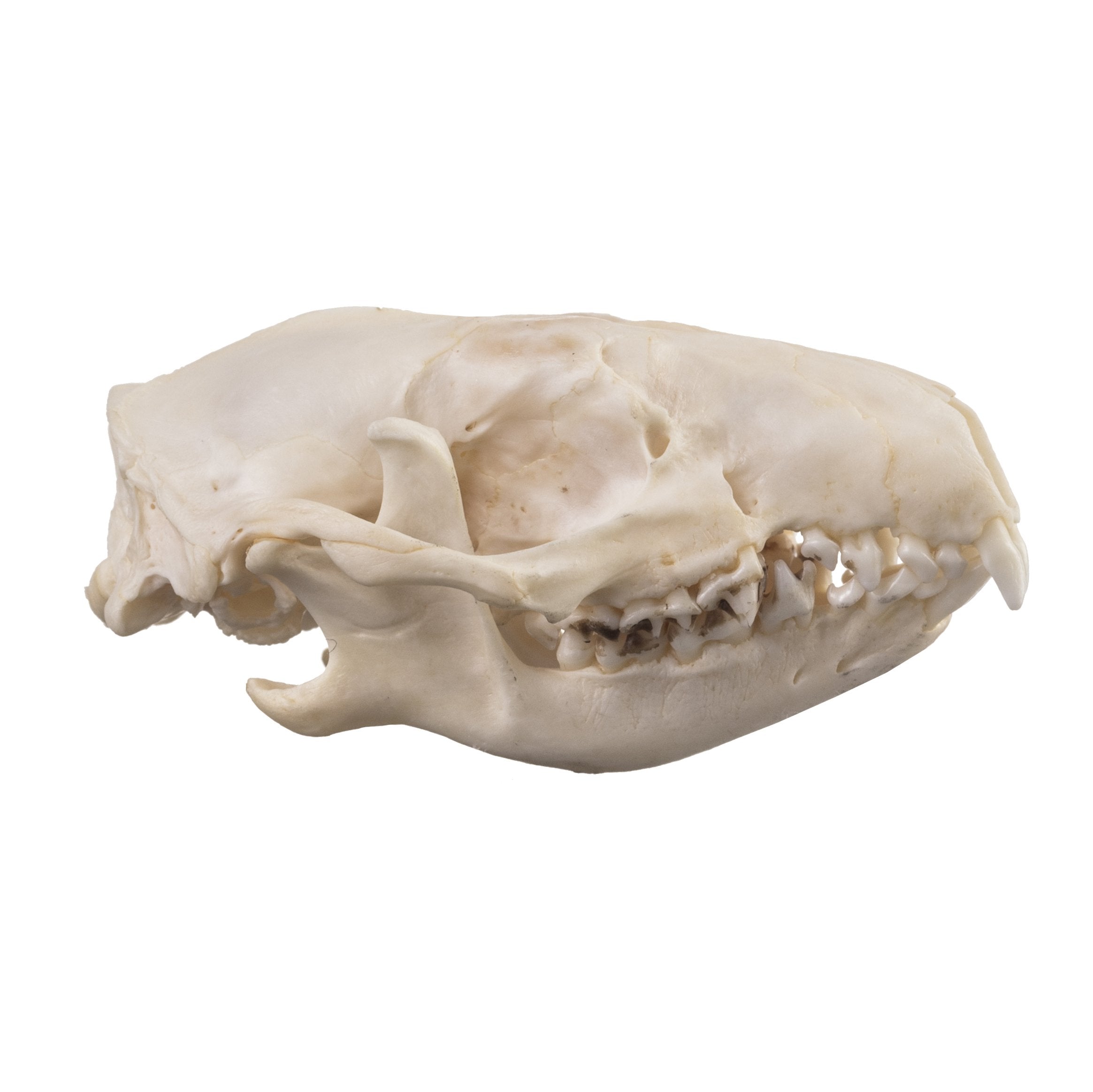 Real Hedgehog Skull - Authentic Animal Specimen for Collectors, Biology Study & Gothic Decor - Perfect for Oddity Cabinets, Science Classrooms & Halloween Displays