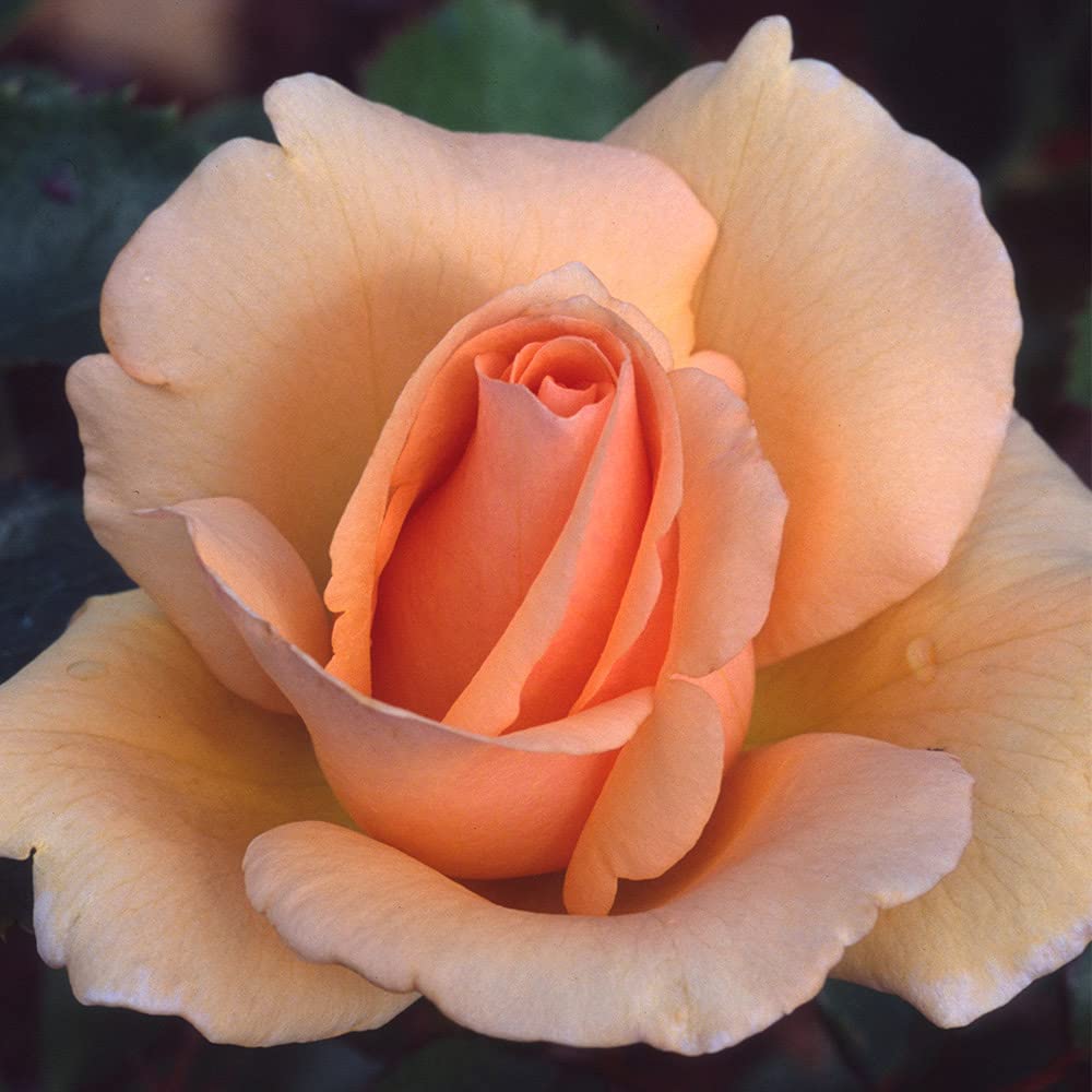 Heirloom Roses Winter Sunset Orange Rose Bush - Hardy Live Outdoor Plant for Gardens, Landscaping & Patio Decor | Perfect for Home Planting, Gift Giving & Enhancing Curb Appeal