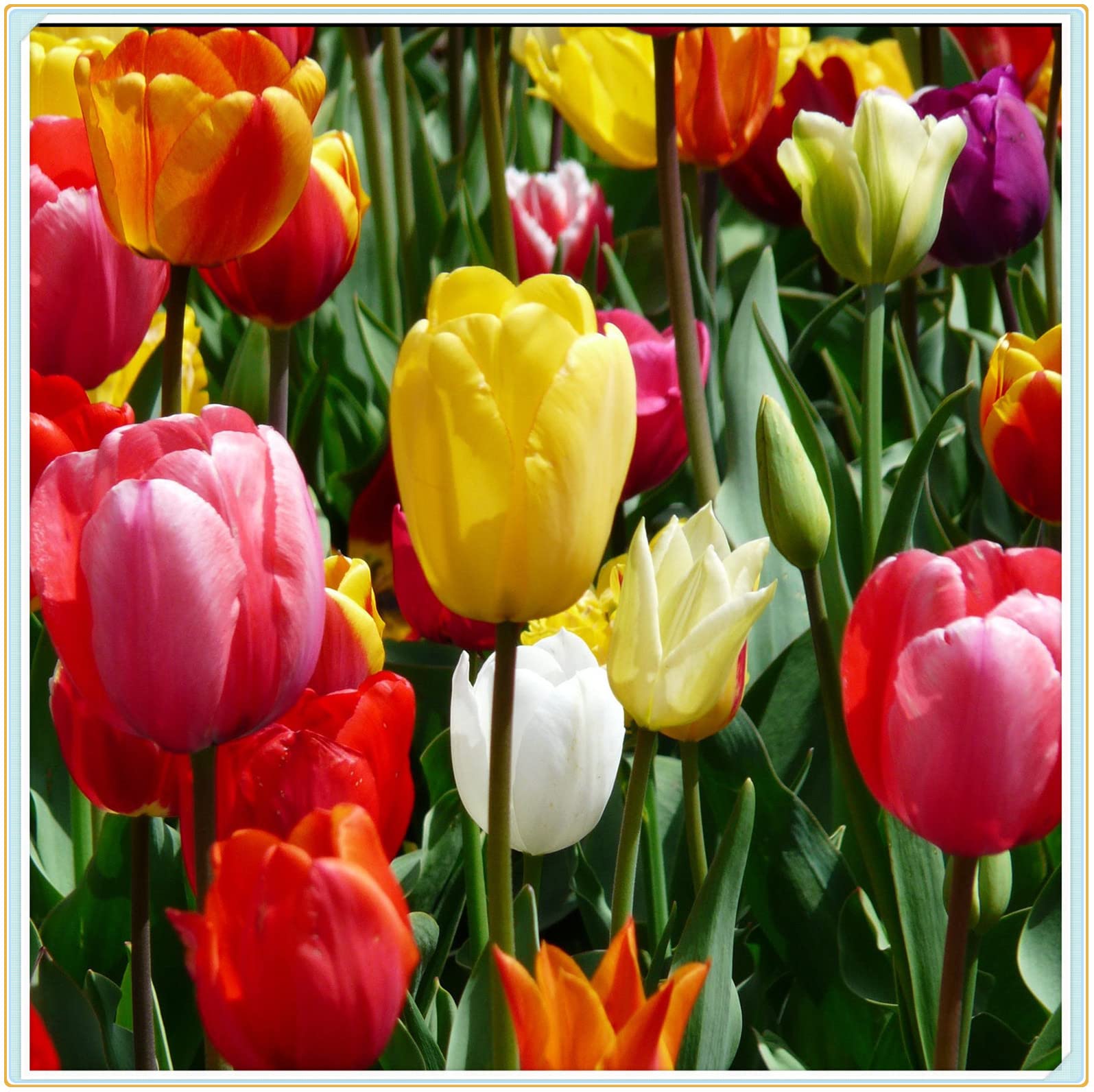 10PCS Fugalaucm Tulip Bulbs Bulk - Perennial Flowering Plants for Garden & Pots - Easy to Grow Spring Blooming Bulbs for Home Gardening & Landscaping