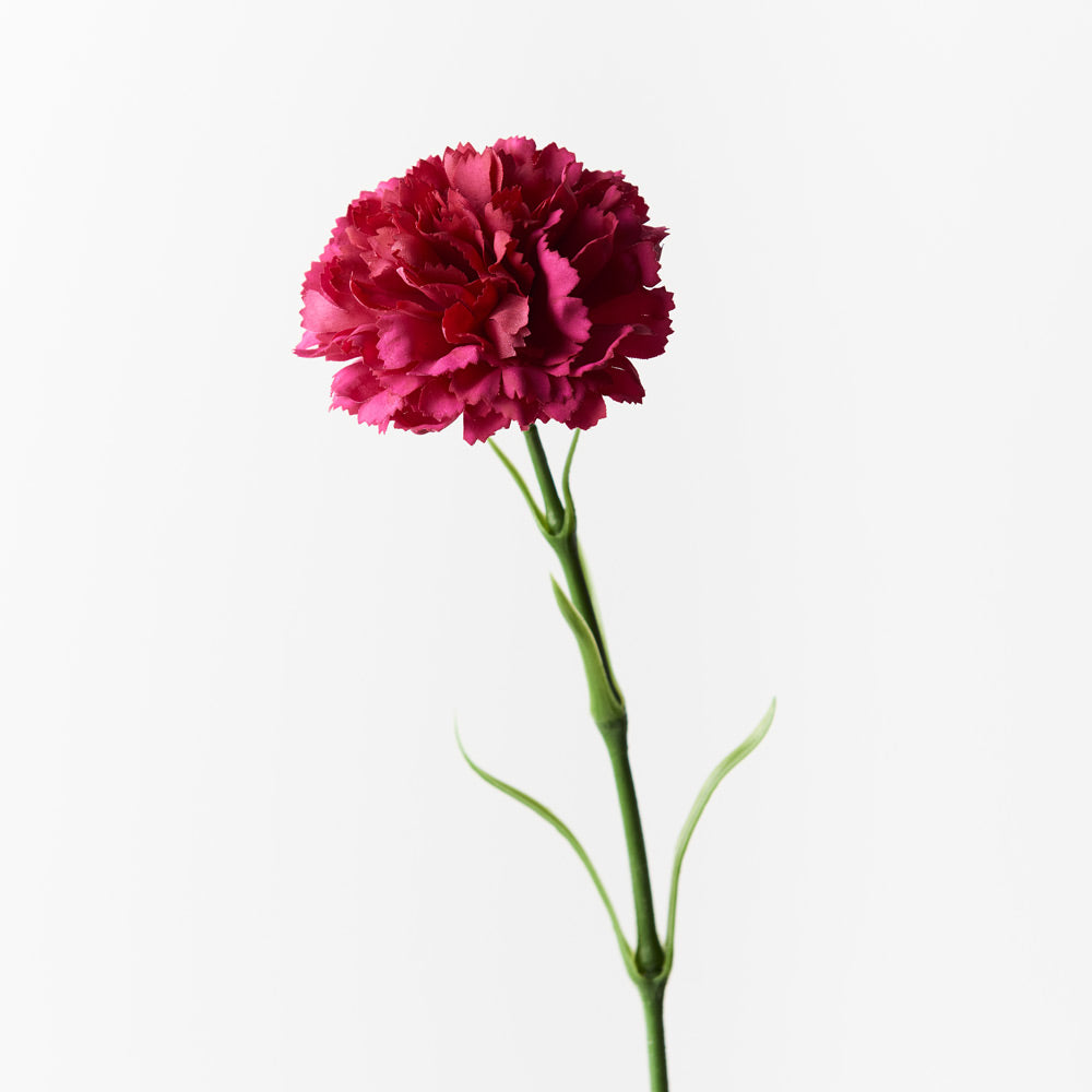 Beautiful Carnation (Fuchsia) Flowers - Fresh Cut Carnations for Bouquets, Weddings, Home Decor & Gifts